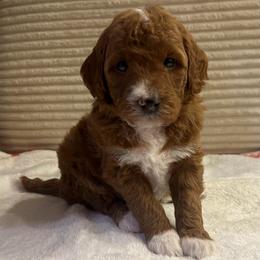 Phylis - Red  female Goldendoodle puppy in Payson, Utah from Country Sky Doodles