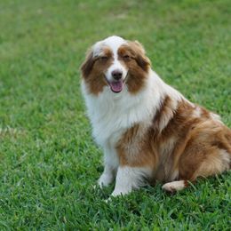 Upsy - Toy Australian Shepherd