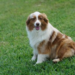 Upsy - Toy Australian Shepherd