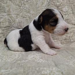 Girl 2 - White black and tan female Wire Fox Terrier puppy in Lancaster, Missouri from Missouri Meadows Farm