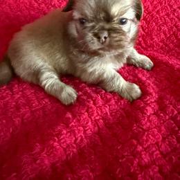 Pekingese puppies from Peke Lovers of Texas