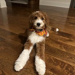 Assorted Doodle Crosses, Bernedoodle, Goldendoodle, and Labradoodle All Grown Up from Erica’s Doodles