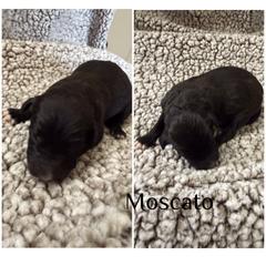 Moscato - White and black female Bordoodle puppy in Republic, Missouri from Holland Hilltop Farm