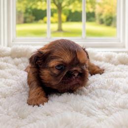 Palmer Girl - Red female Shih Tzu puppy in Richmond, Texas from Aleka Shih Tzu