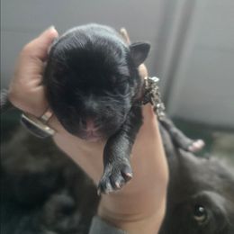 Eclipsa - Black and silver female Keeshond puppy in Logan, Ohio from Hocking Hills Keeshonds