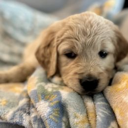 Golden Retrievers from Paisley's Goldens