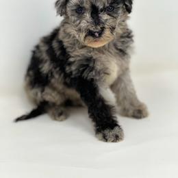Shorty - Merle male Labradoodle puppy in Davison, Michigan from Dreaming Doodles
