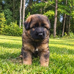 Henry - Sable male German Shepherd puppy in White Cloud, Michigan from Von WestLynn German Shepherds