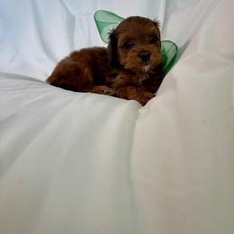 Cavapoo and Maltipoo Puppies from Julie Chandler