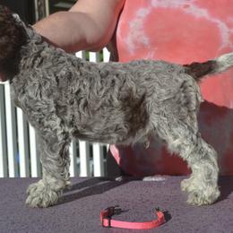 Boy 2 - male Lagotto Romagnolo puppy in Millbury, Massachusetts from RaceCity