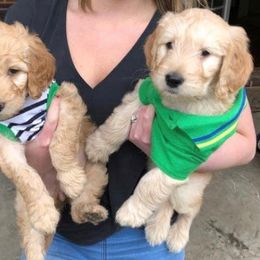 Goldendoodle Puppies from Peachy Sweet Goldendoodles