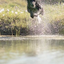 Golden Retrievers from Taylor Made Retrievers