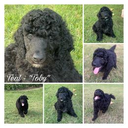 Poodle Puppies from Gold’N Gorgeous Kennels