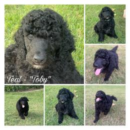 Poodle Puppies from Gold’N Gorgeous Kennels