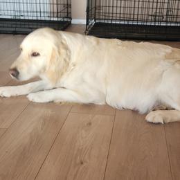 Golden Retriever All Grown Up from Teeter's Desert  Goddess Goldens