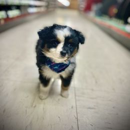 Australian Shepherd and Toy Australian Shepherd Puppies from Little Creek Ranch