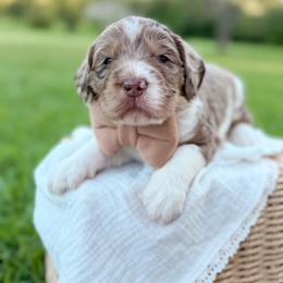 Java - Merle male Goldendoodle puppy in Ooltewah, Tennessee from Allison Family Doodles