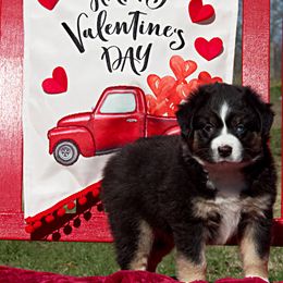 Miniature Australian Shepherd Puppies from Sand Dollar Aussies