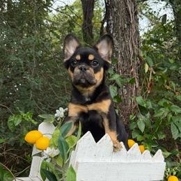 Princess - Black and tan female French Bulldog puppy in Tulsa, Oklahoma from EvergreenEliteKennel