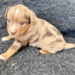 Clove - Red merle male Miniature Australian Shepherd puppy in Medical Lake, Washington from MAS Gone Rogue