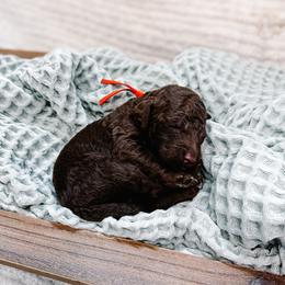 Comet - Chocolate male Goldendoodle puppy in Montgomery, Texas from Dacus Doodles