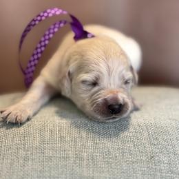 Miss Purple - Light golden female Golden Retriever puppy in Patterson, California from Trusted Valley Retrievers