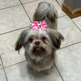 Gigi - Shih Tzu