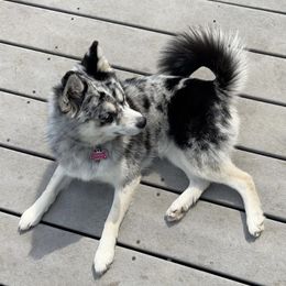 Storm - Pomsky