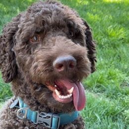 Goldendoodles and Poodles from Sweet Doodle Co.