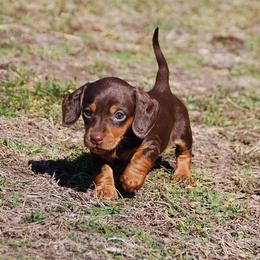 AKC Malibu - Chocolate and tan female Dachshund puppy in Billings, Missouri from Bundles of Joy