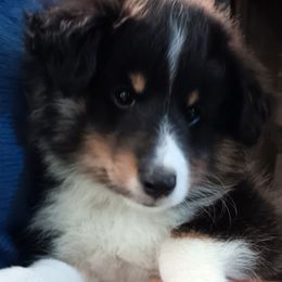 Boy 4 - Black white and tan male Shetland Sheepdog puppy in Walterboro, South Carolina from Pam's Shelties