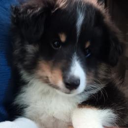 Boy 4 - Black white and tan male Shetland Sheepdog puppy in Walterboro, South Carolina from Pam's Shelties