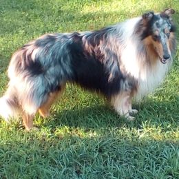 Collies from KEOWEE Collies