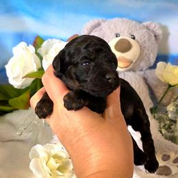 Wren (possibly reserve) - Phantom female Poodle puppy in Depew, Oklahoma from Poodles Perfected