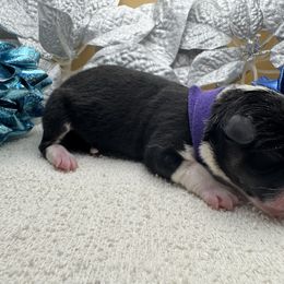 North - Black and tan male Pembroke Welsh Corgi puppy in Ruidoso, New Mexico from Ruidoso's Crowned Companions