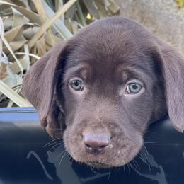 Labrador Retriever Puppies from Beaver Creek Kennels