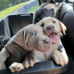Dilute Retriever Puppies from Virdin’s Silver Labs
