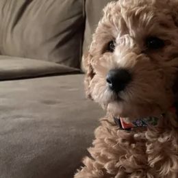 Cavalier King Charles Spaniels, Goldendoodles, and Labrador Retrievers from Whiskey City Kennels