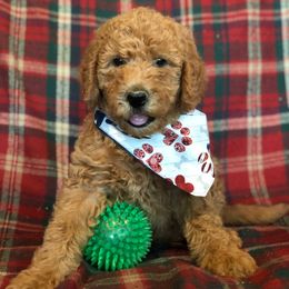 Labradoodle Puppies from Hippie Hollow Doodles