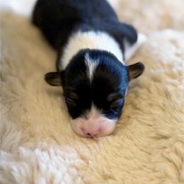 Tri girl - 1 - Black and tan female Pembroke Welsh Corgi puppy in Chubbuck, Idaho from Sunny J Corgis and Mini Americans