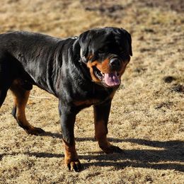 Irbis - Rottweiler