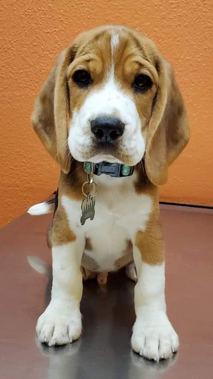 Beagle Puppies from Long Creek Beagles