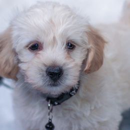 Dachshunds and Yorkipoos from Tiny Puppy Tails