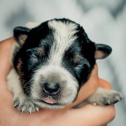 Girl 2 - Blue female Australian Cattle Dog puppy in Blackfoot, Idaho from Circle C Australian Cattle Dogs