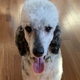 Remington - Poodle
