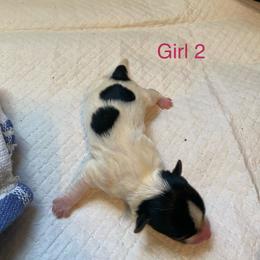 Girl 2 - Parti female Yorkshire Terrier puppy in Watertown, New York from NNYYorkies