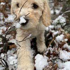 Double Doodle Puppies from Dog Paw Doodles