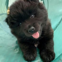 Finnish Lapphund and Leonberger Puppies from Lighthouse Lapphunds and Leos by the Sea