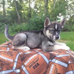 AKC Lancelot - Agouti and white male Siberian Husky puppy in Cedarville, Ohio from Evereve Kennels