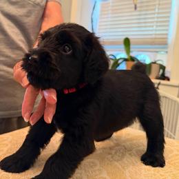 Girl 2 - Black female Standard Schnauzer puppy in Thurmont, Maryland from Die Nassen Baerte